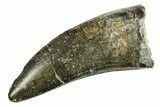 Serrated Megalosaurid Dinosaur (Afrovenator) Tooth - Niger #284074-1